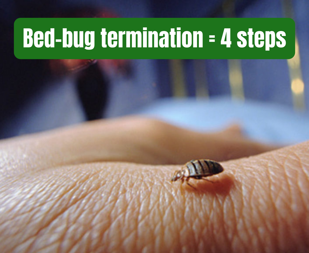 Get rid of bed bugs in 4 steps?