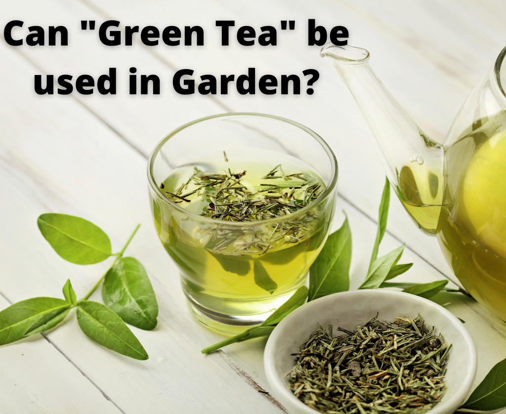 Can green tea extract be used to act as an insecticide for houseplants