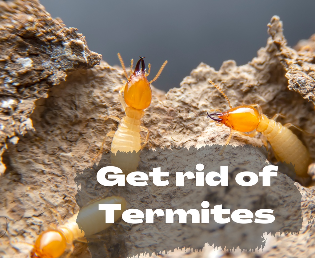 Tips & Hacks To Control Termites Naturally