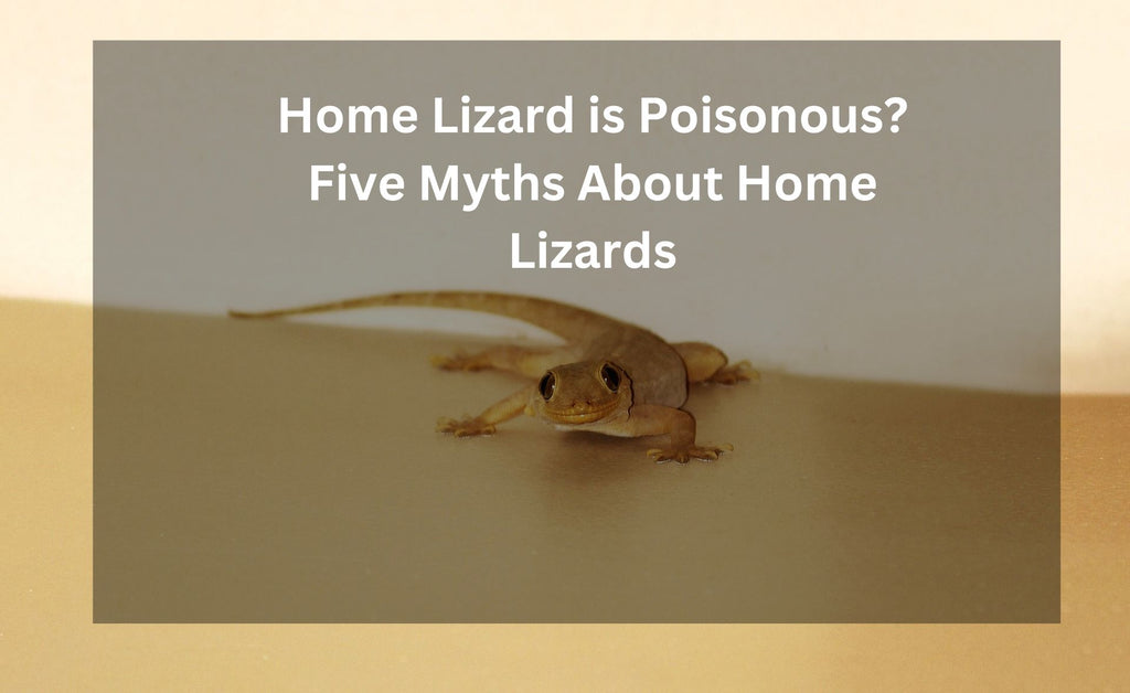 types of house lizards