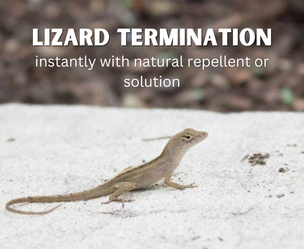 Lizard Pen  Lizards for Kids and More