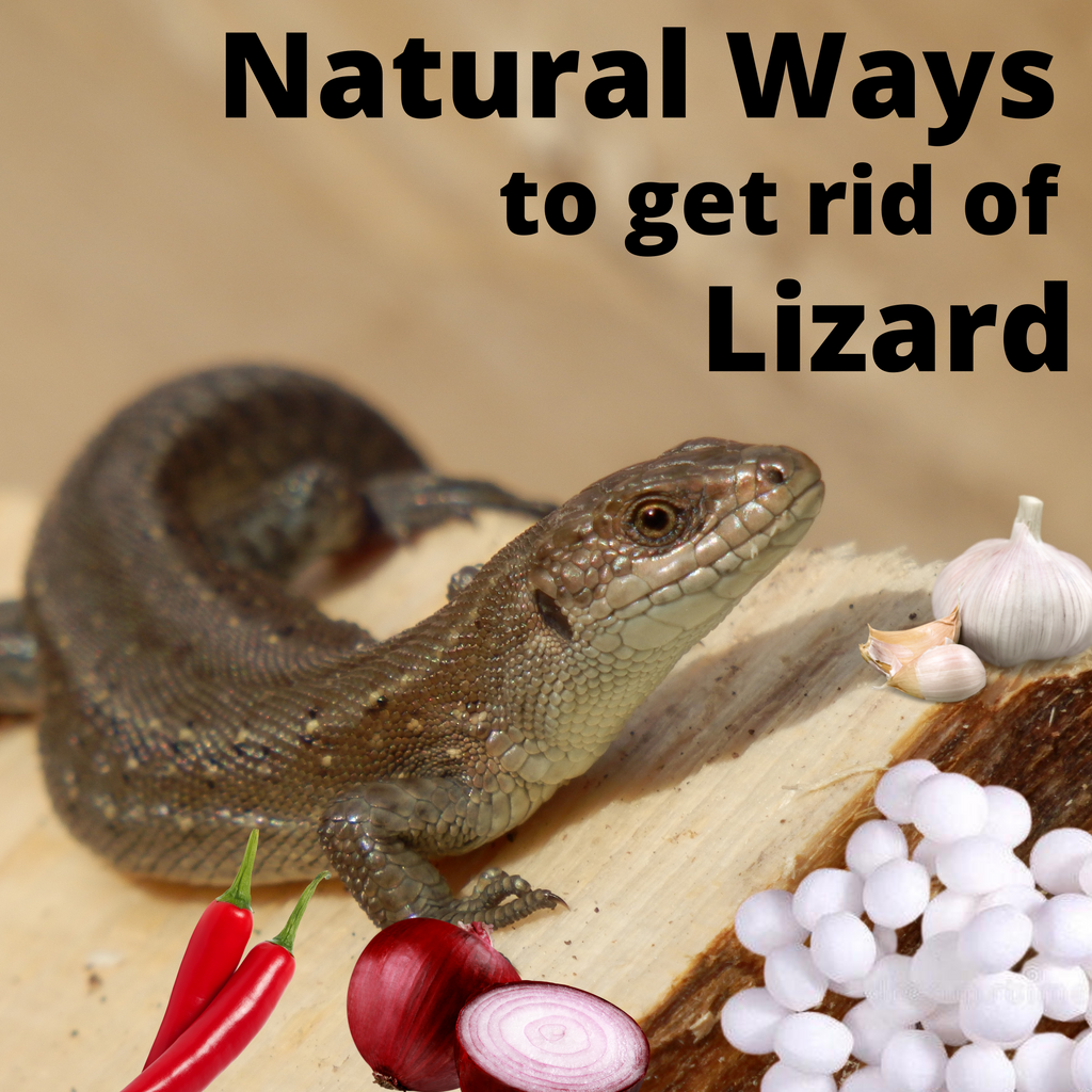 How To Get Rid Of The Lizard Without Killing Them?