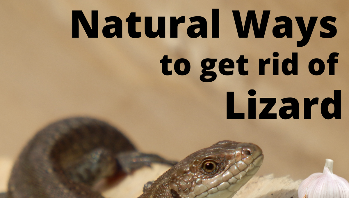 How to get rid of the lizard without killing them?