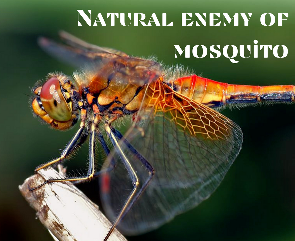 What Is The Biological Control Of Mosquitoes?