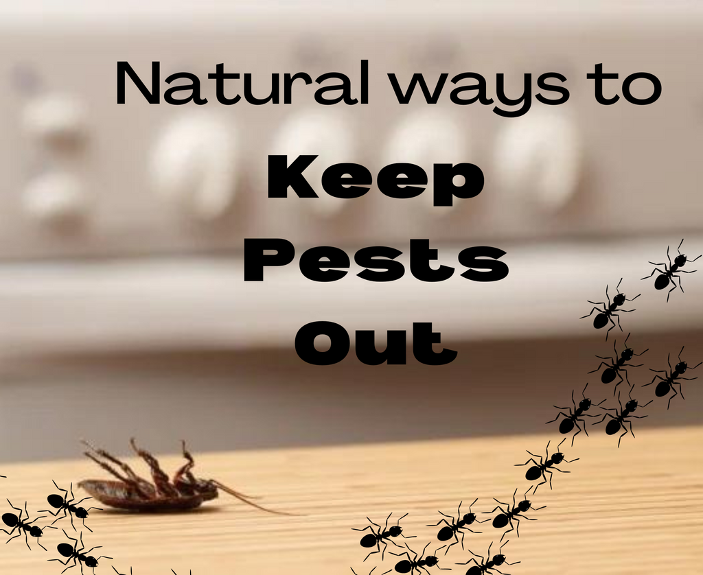 How Do I Keep My Home Insect Free?