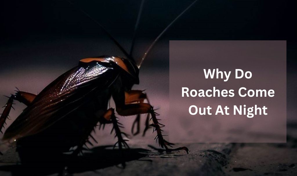 Unveiling the Mystery Why Do Roaches Come Out at Night