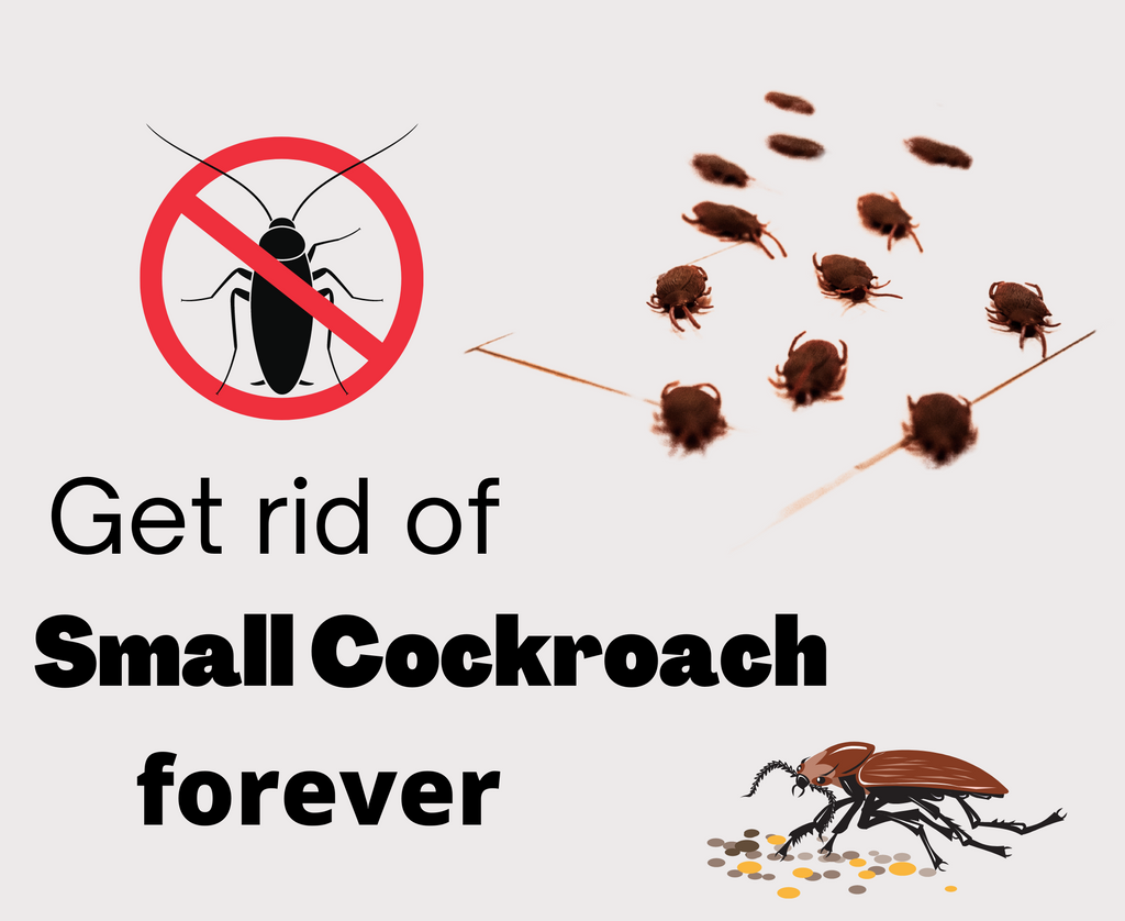 Small roaches deals