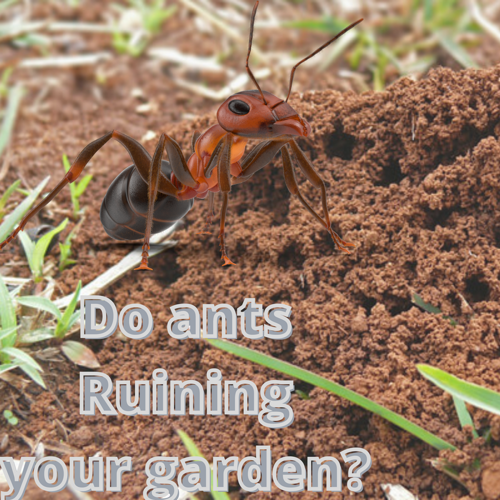 How to get rid of ants in shop garden without killing plants