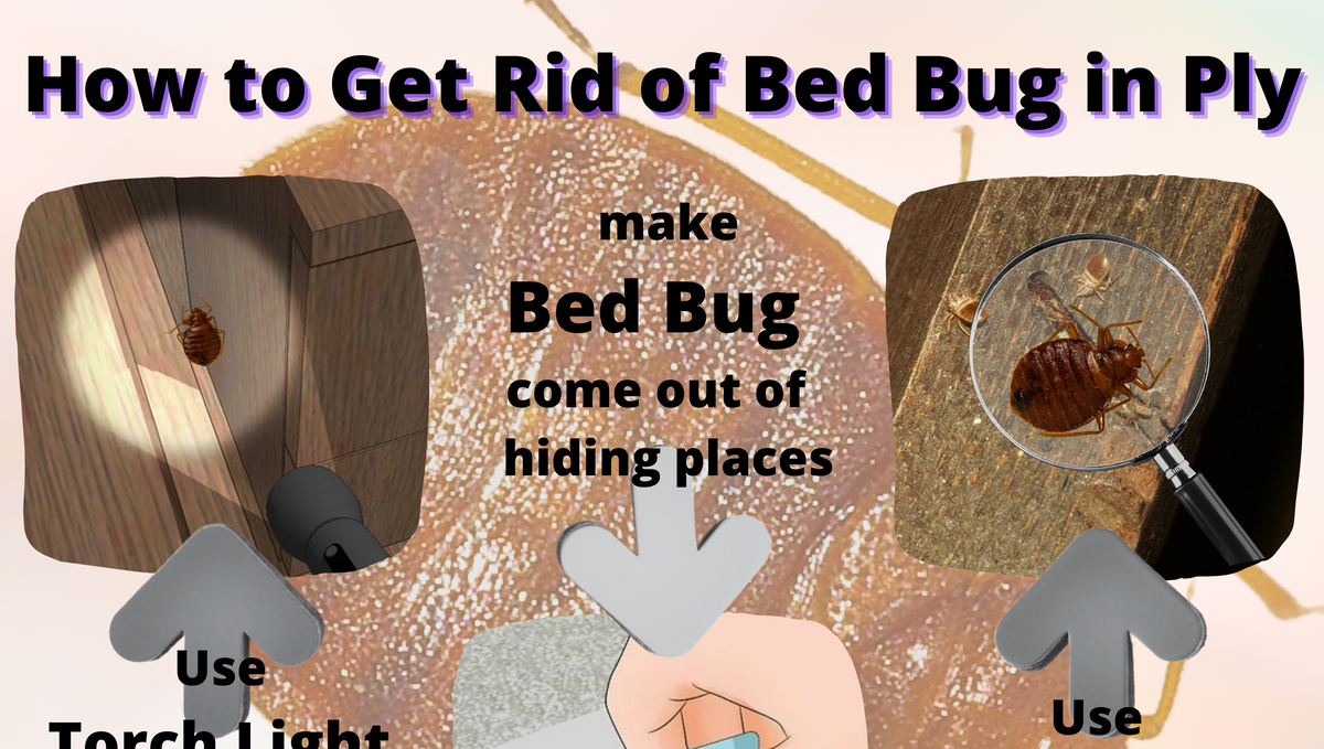 How to get rid of bed bugs in ply?