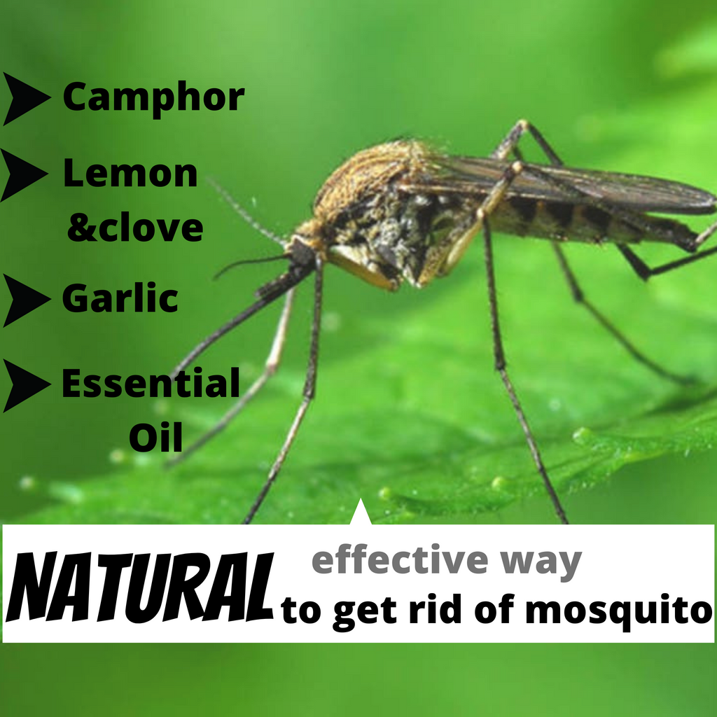 How to get rid of mosquitoes naturally