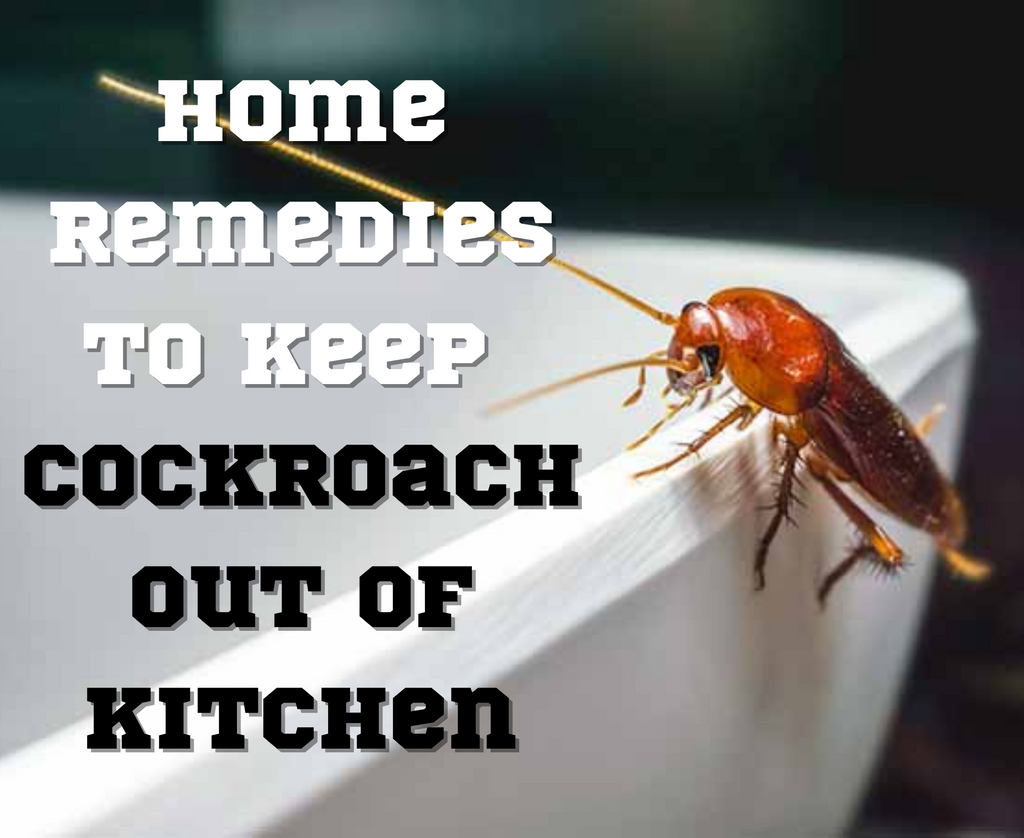 how-to-keep-cockroaches-out-of-the-kitchen