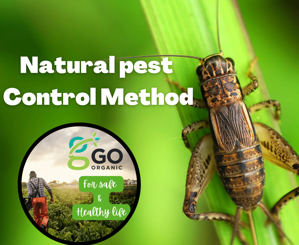 Can we get rid of harmful insect using natural methods or chemicals?