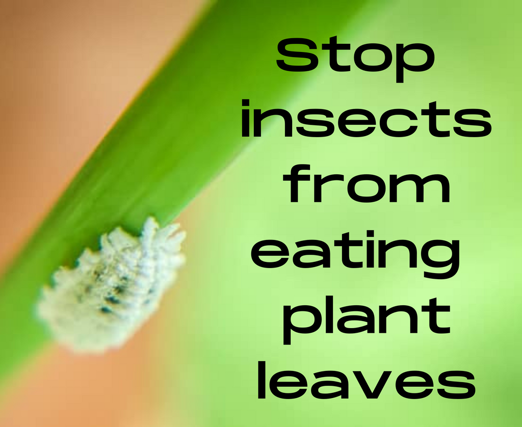 how-to-stop-insects-from-eating-plants-naturally