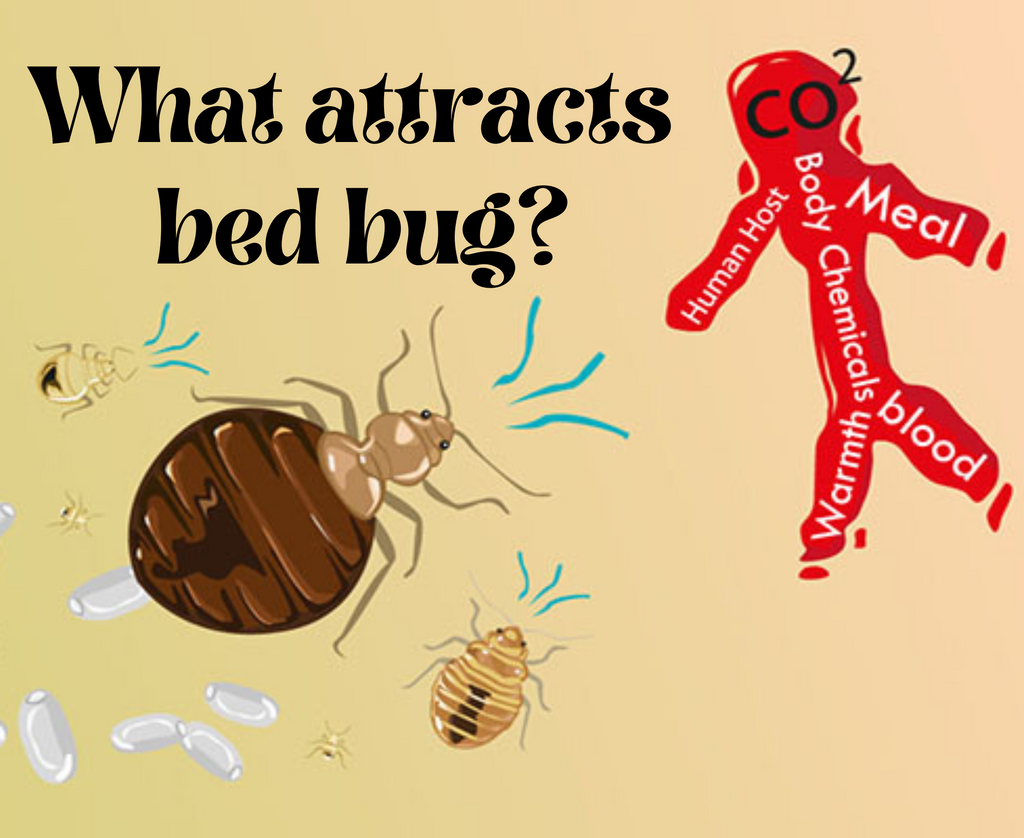 what-is-the-main-cause-of-bed-bugs