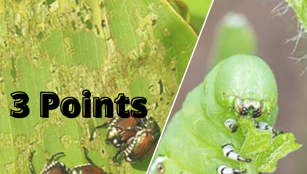 What is 3 point strategy for pest control?