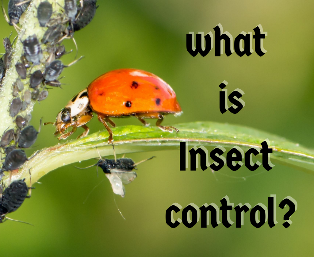 what-do-you-mean-by-natural-control-of-insects