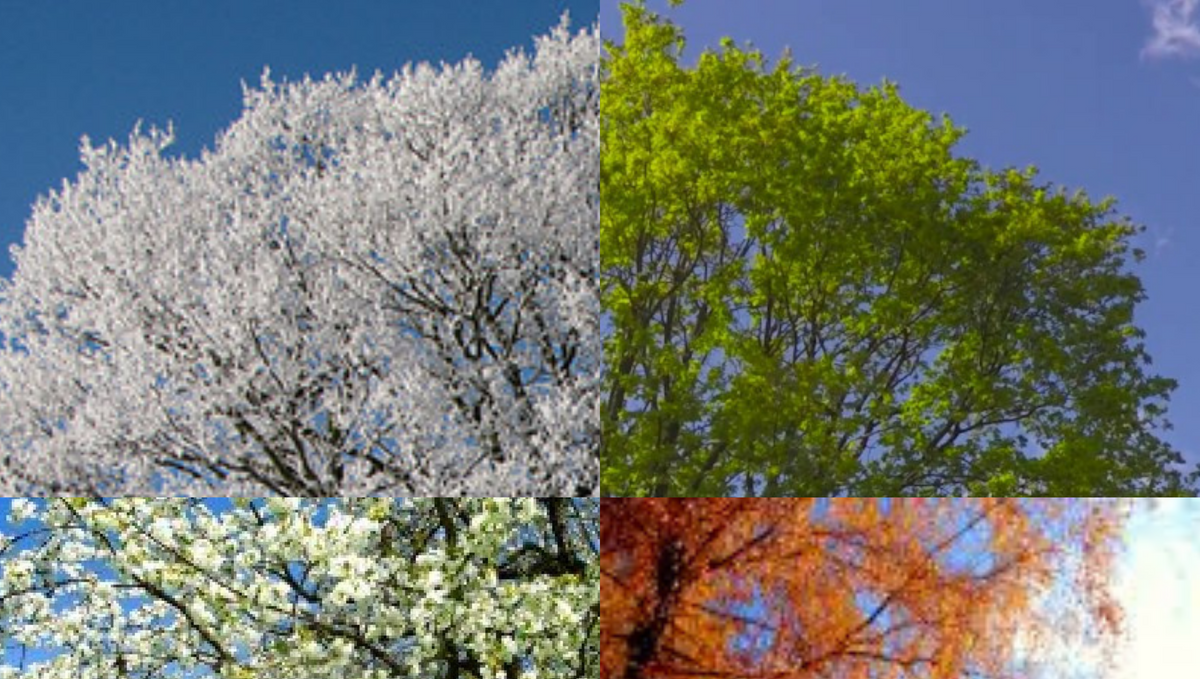 What time of year is best for pest control?