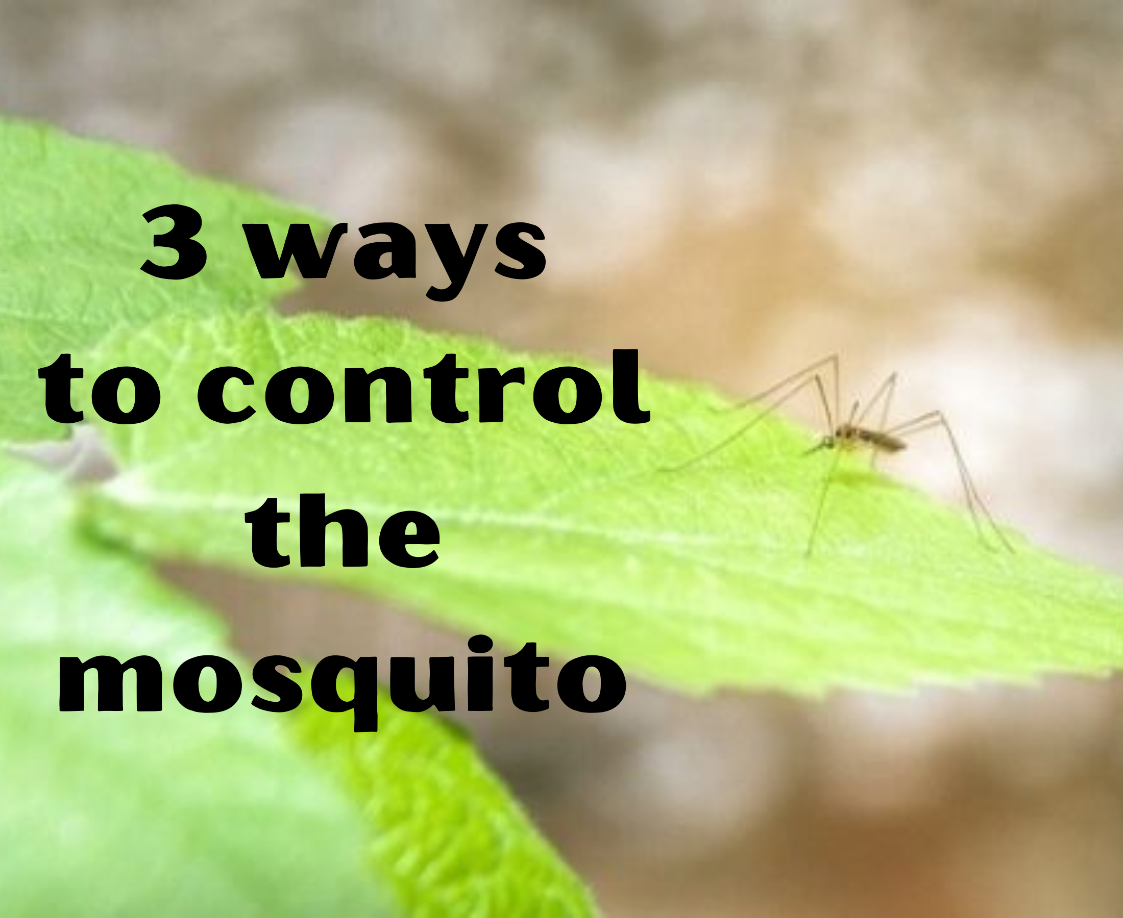 Why mosquito control is important? Effective ways to control it