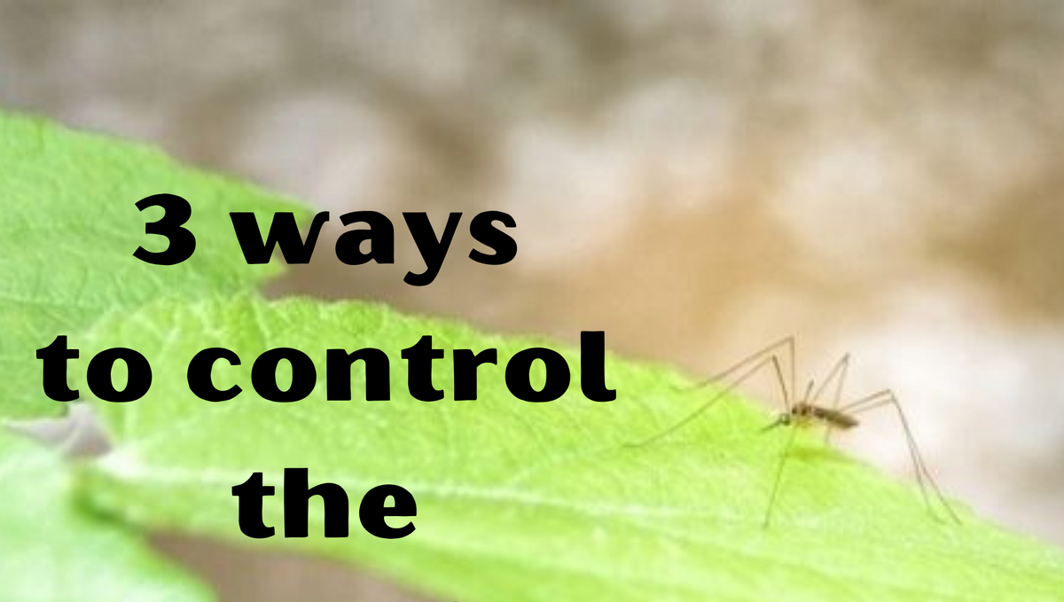 Why mosquito control is important? Effective ways to control it