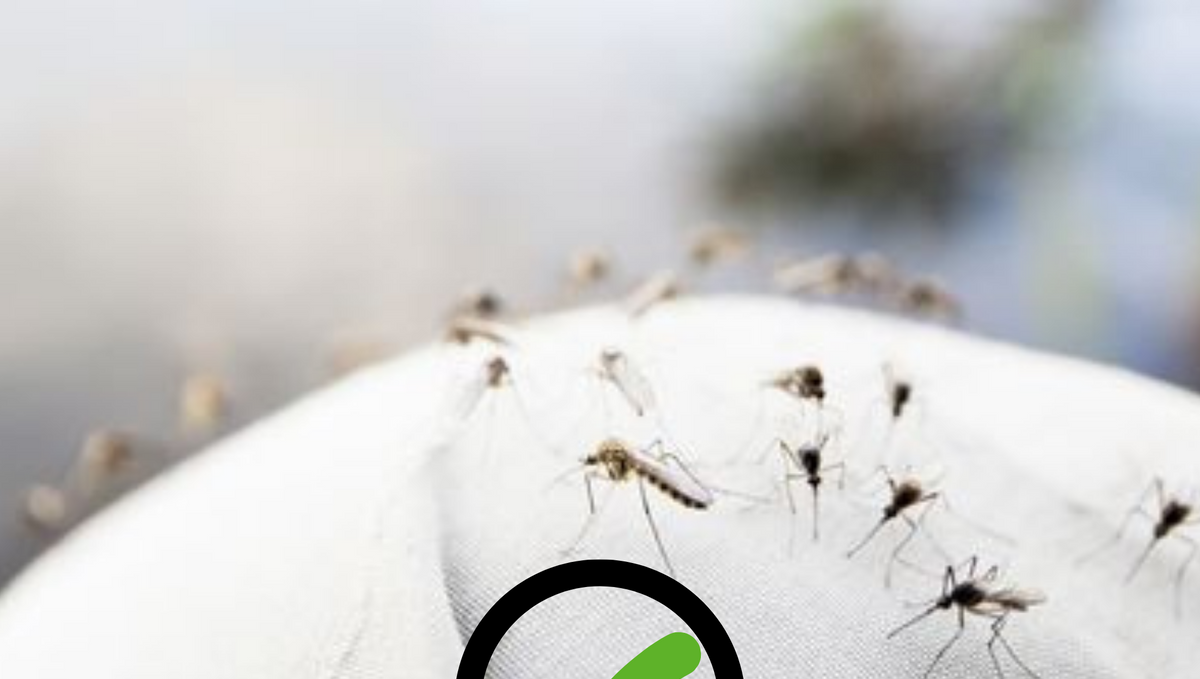 Write any four precautions/methods to prevent mosquitoes