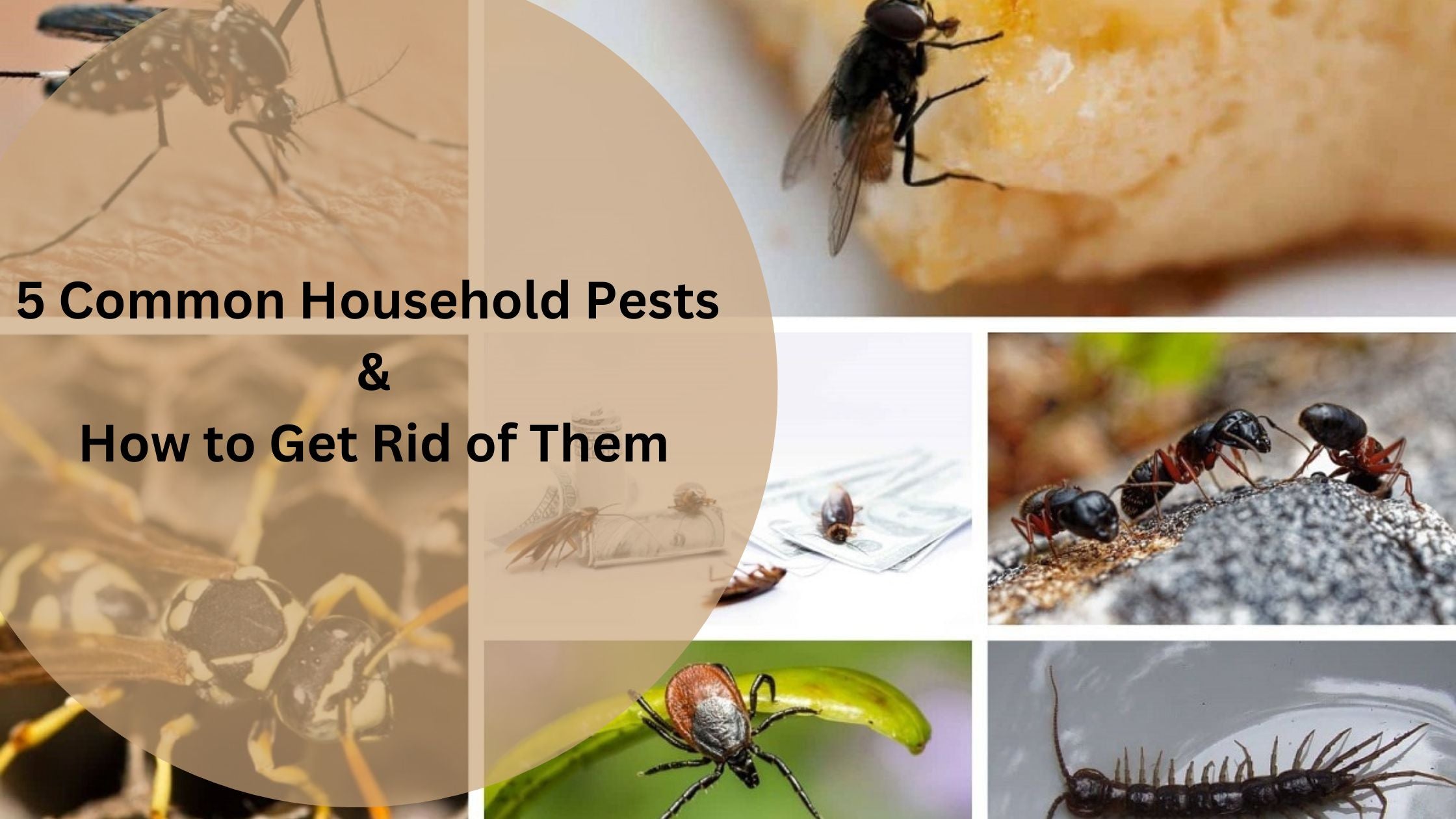 5 Common Household Pests and How to Get Rid of Them