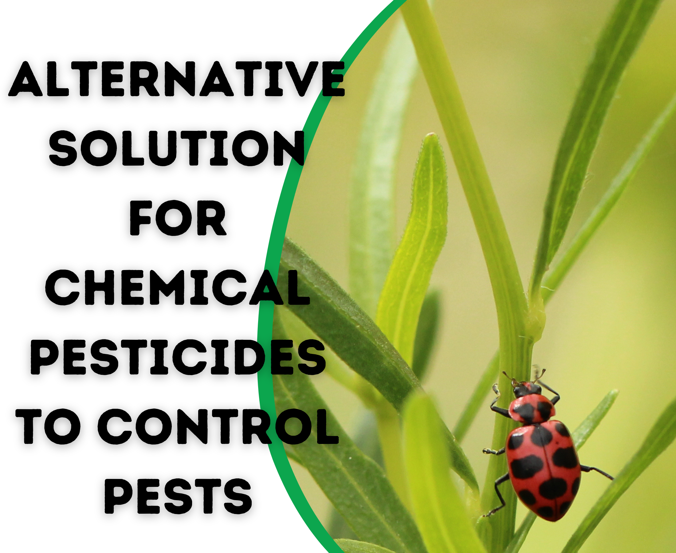 Natural Pest Detection Solutions: Eco-Friendly Monitoring for Homes