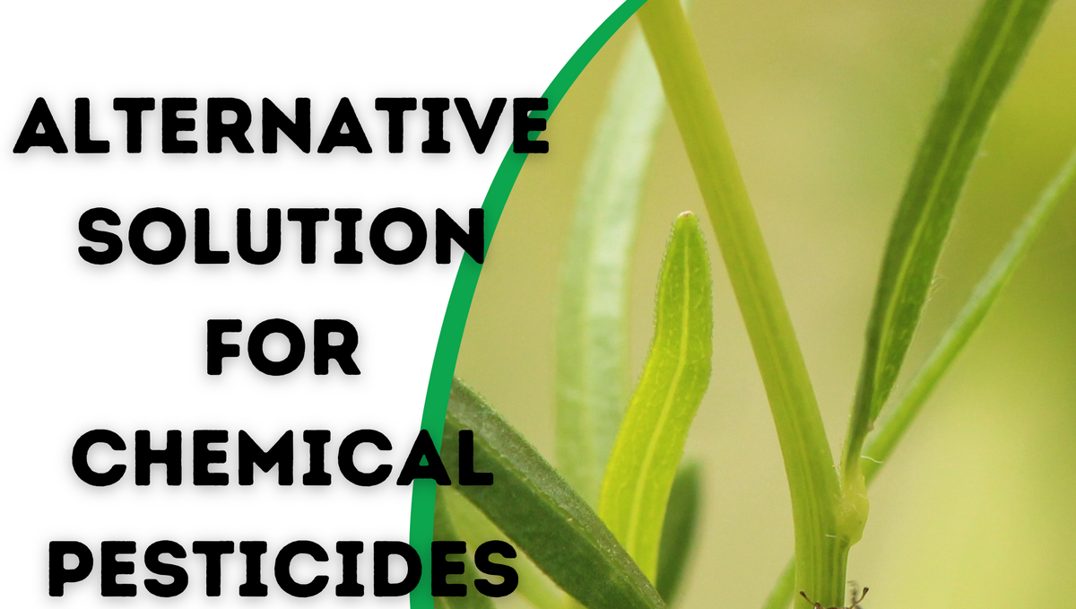 What is safe alternative for pesticides?