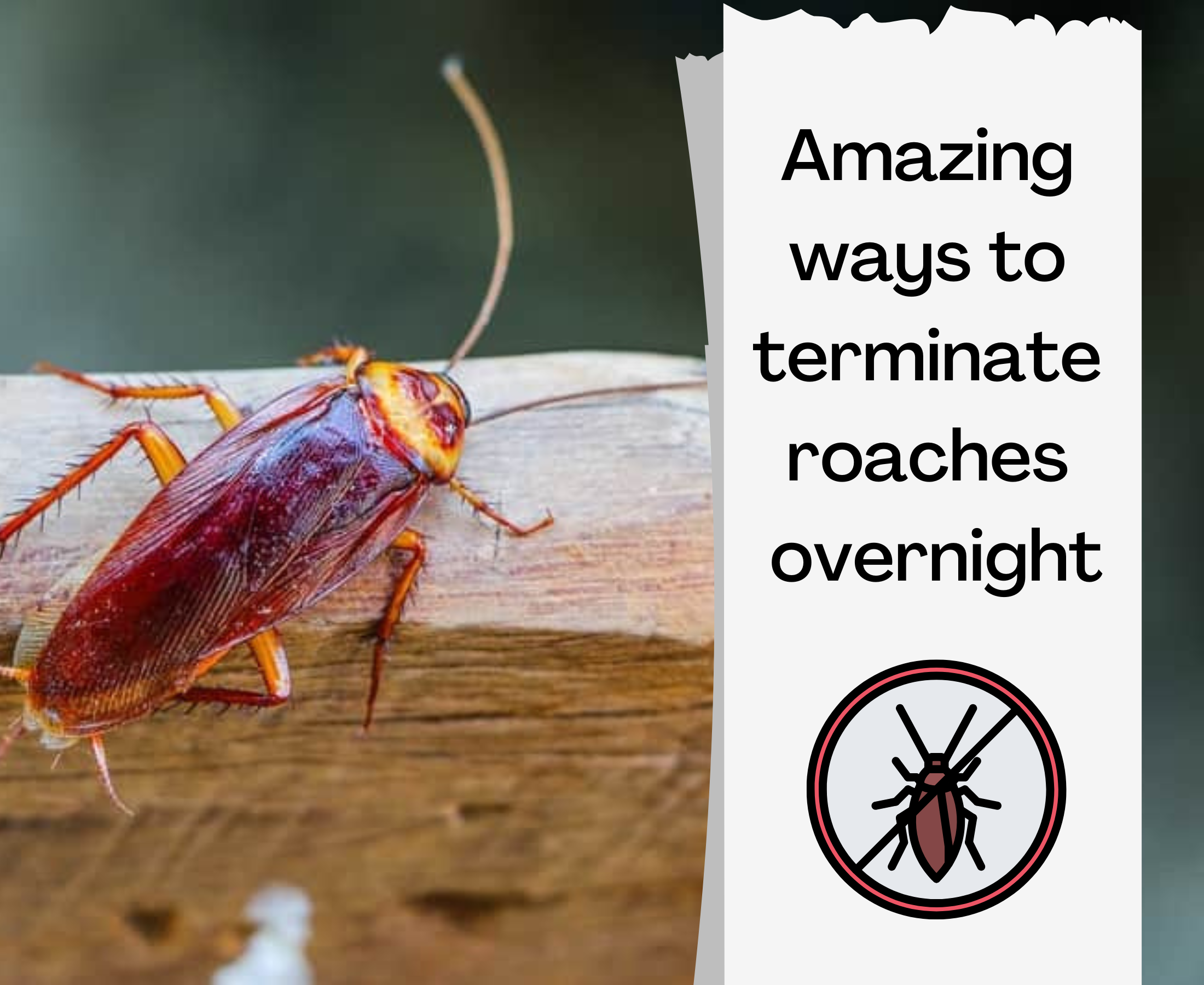 What terminates roaches overnight from home?