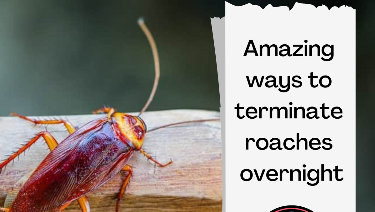 What terminates roaches overnight from home?