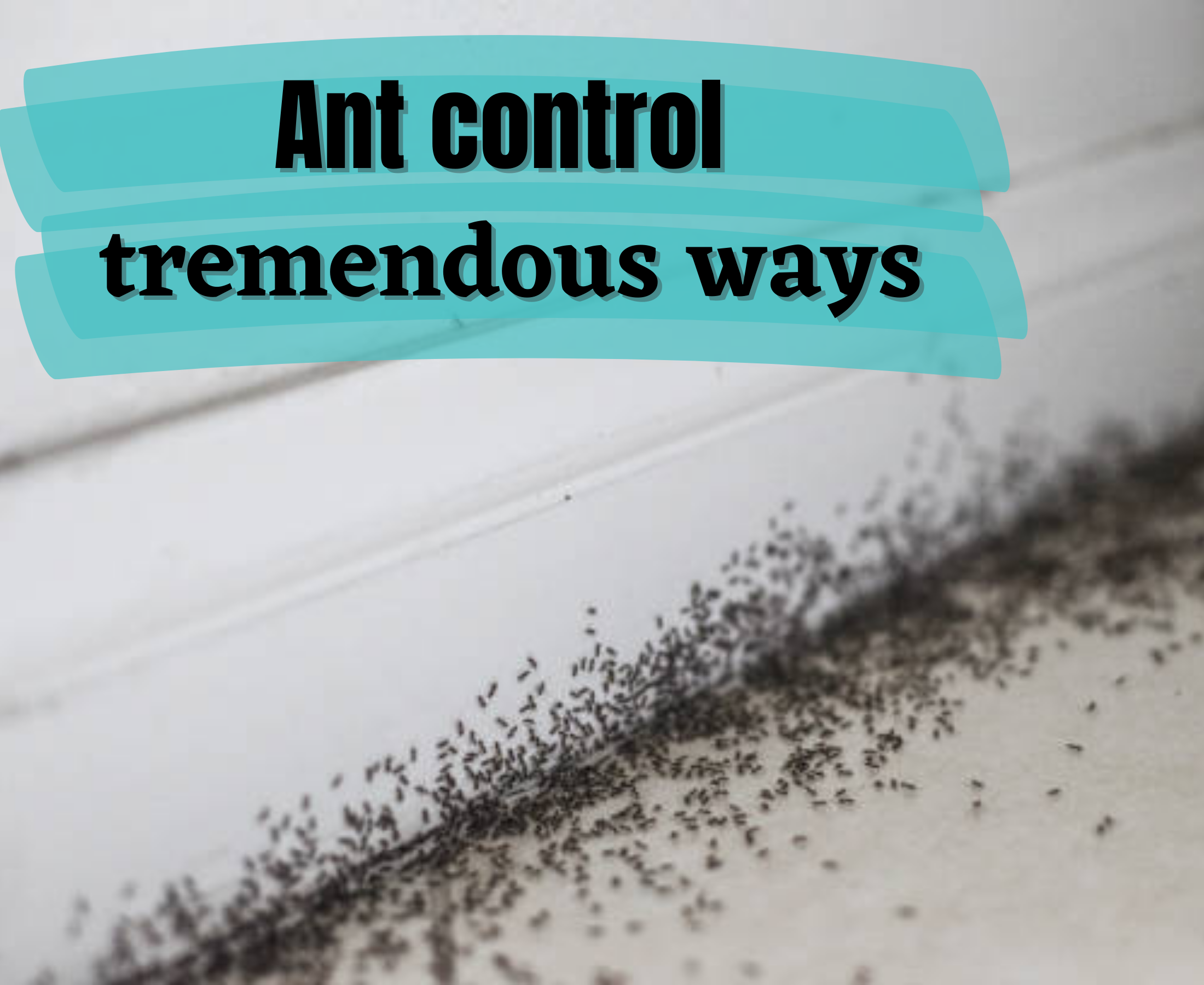 How to control ants below the tile in a new construction house?