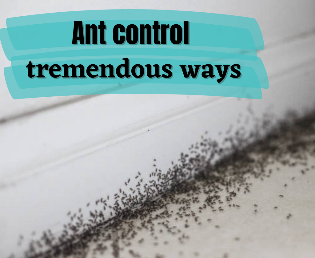 How To Control Ants Below The Tile In A New Construction House   Ant Control Tremendous Ways 1024x1024 