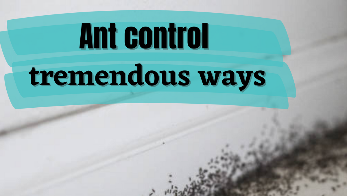 How to control ants below the tile in a new construction house?
