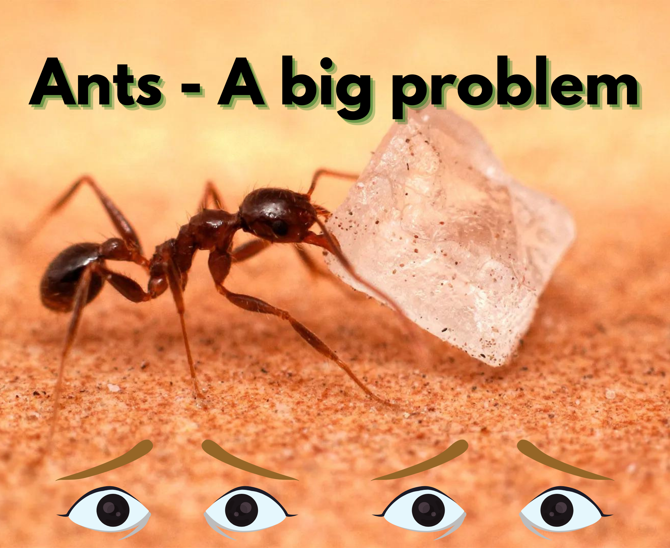 Damage caused by ants their prevention and control measure