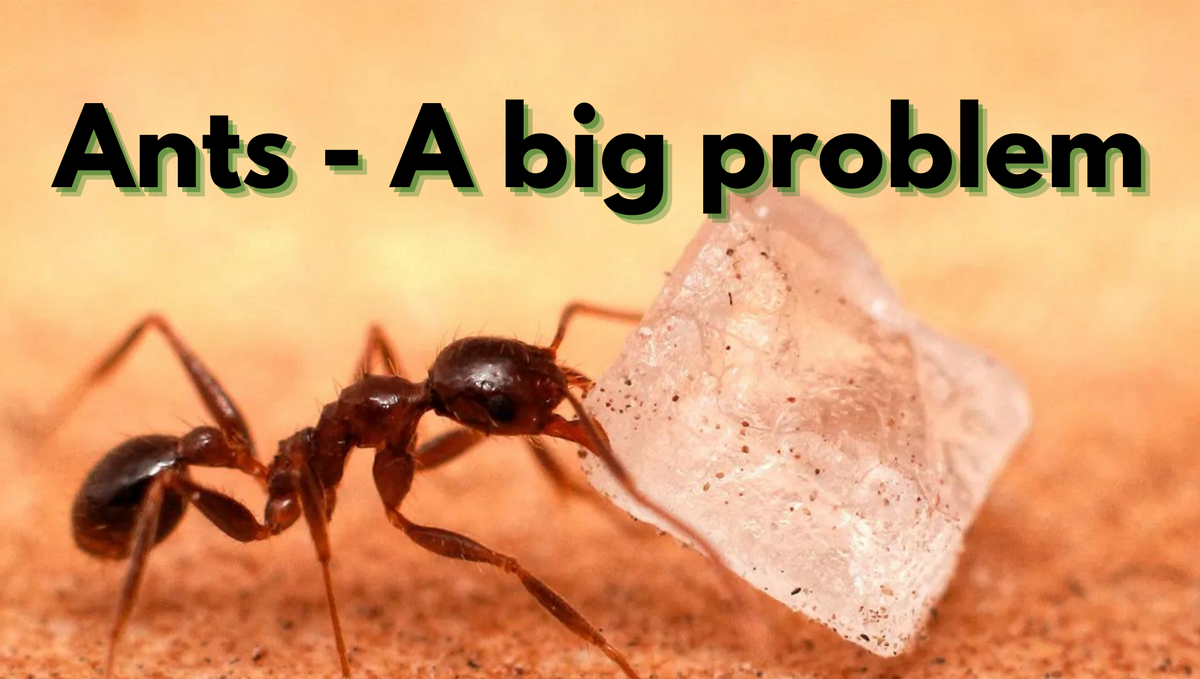 Damage caused by ants their prevention and control measure