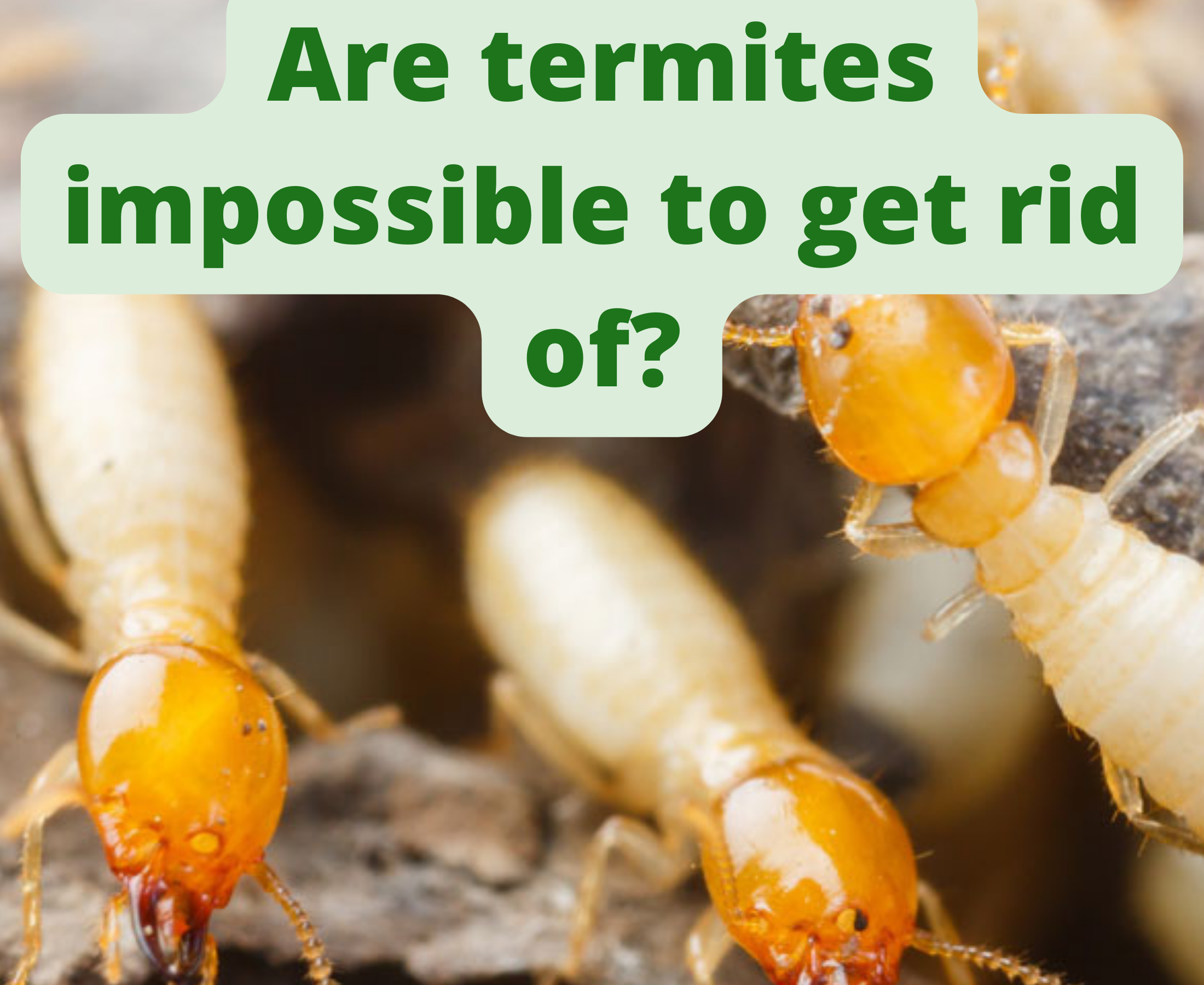 Why is termite visible when treatment is given the same day?