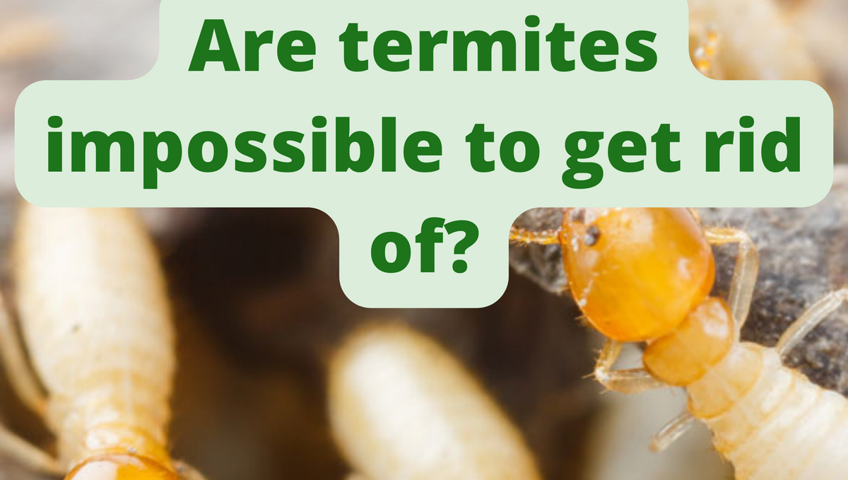 Why is termite visible when treatment is given the same day?