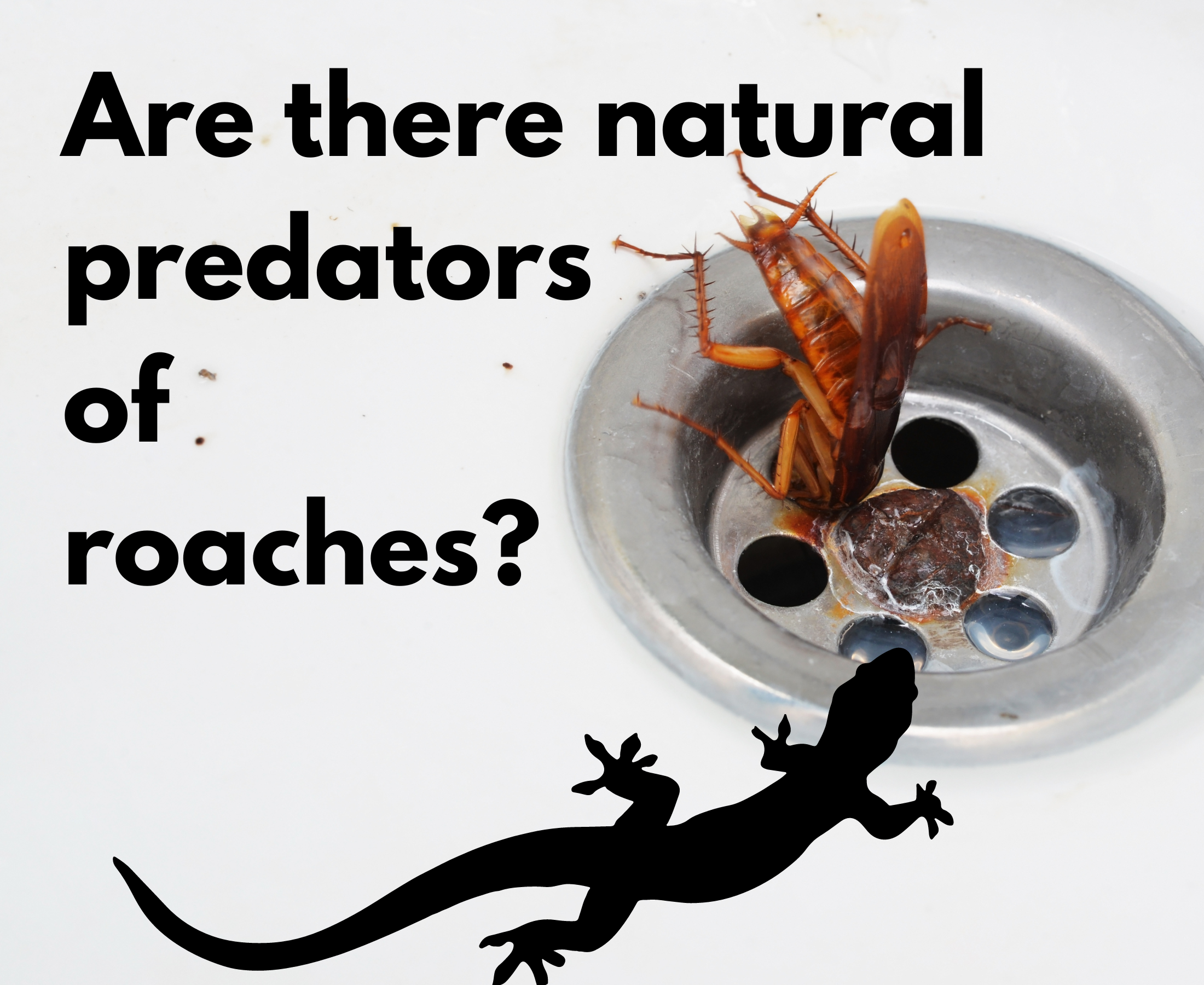 What are the cockroaches’ natural enemies/predators?