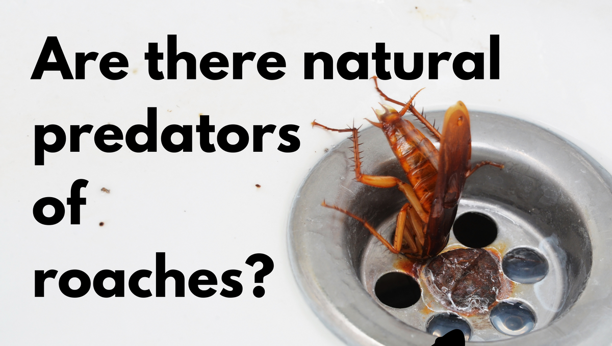 What are the cockroaches’ natural enemies/predators?