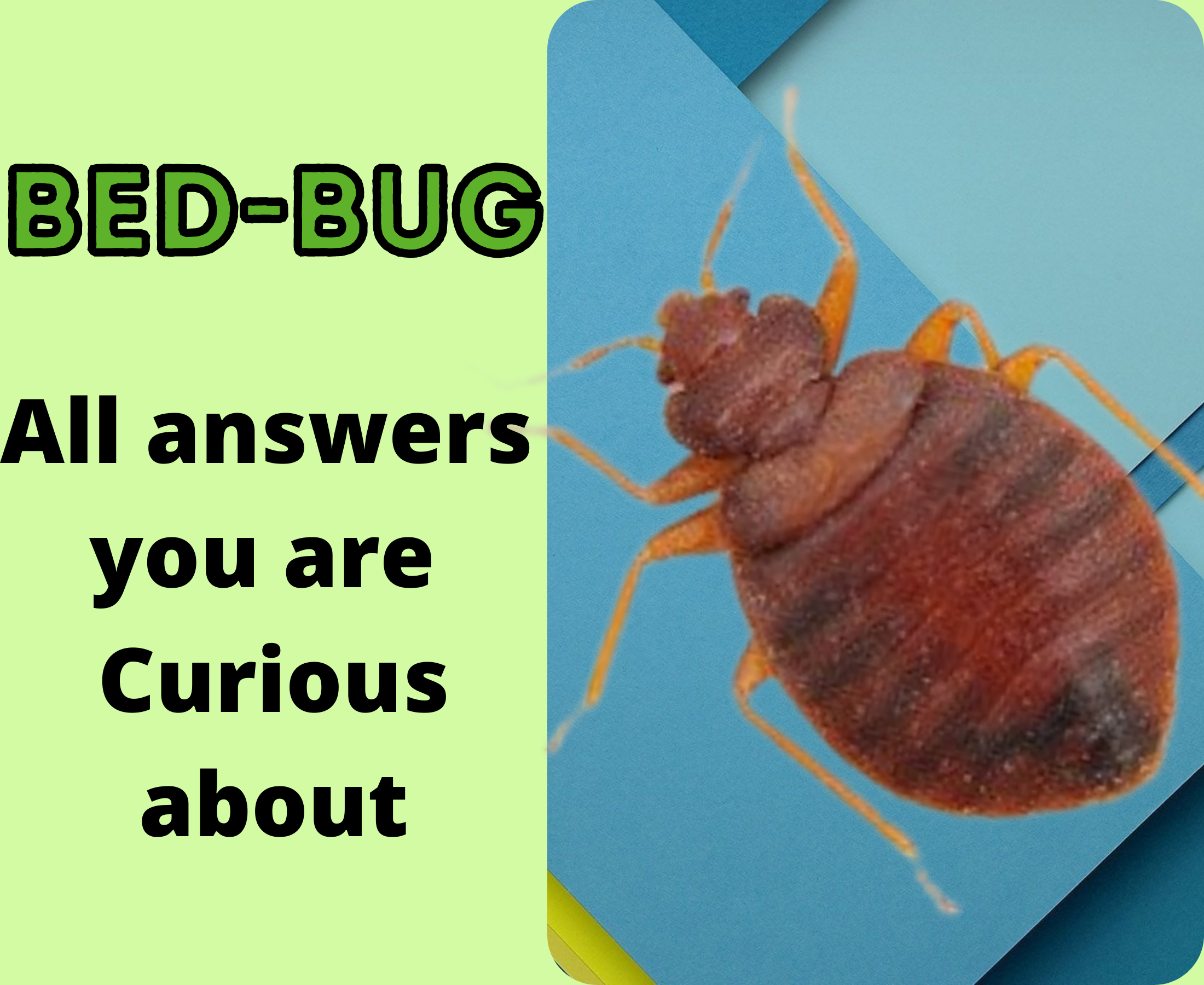 Bed Bug – FAQs (Frequently Asked Question)