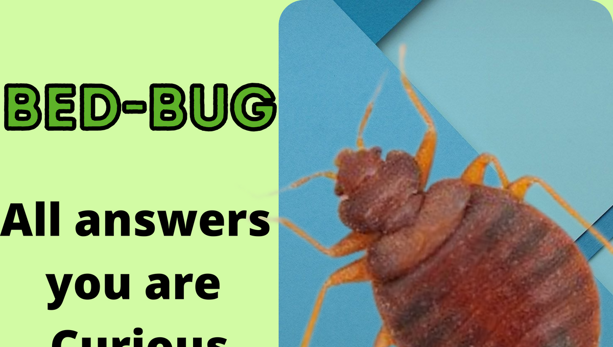 Bed Bug – FAQs (Frequently Asked Question)