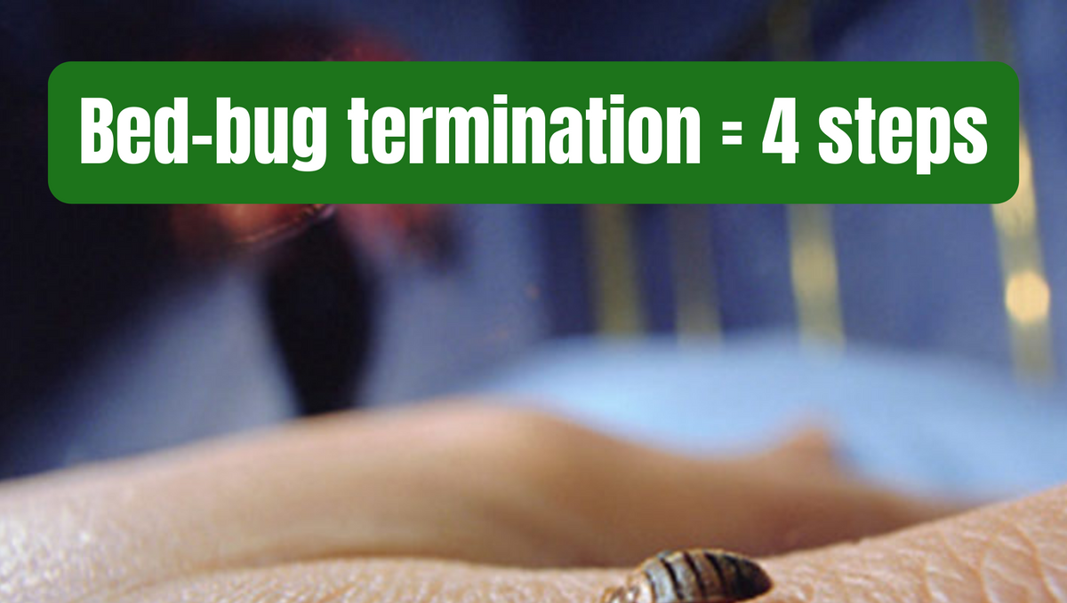 Get rid of bed bugs in 4 steps?