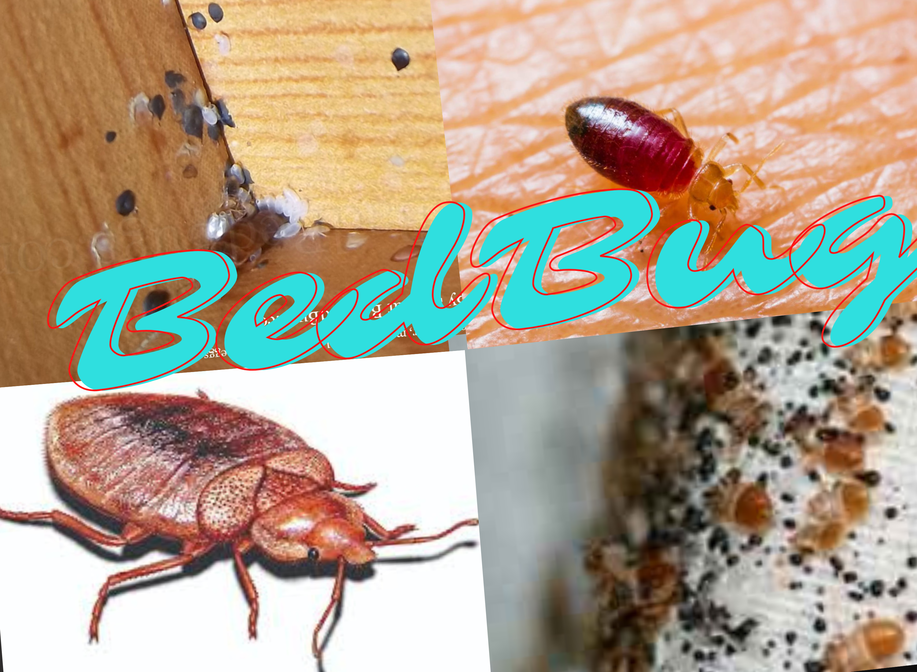 Bed Bug Inspection