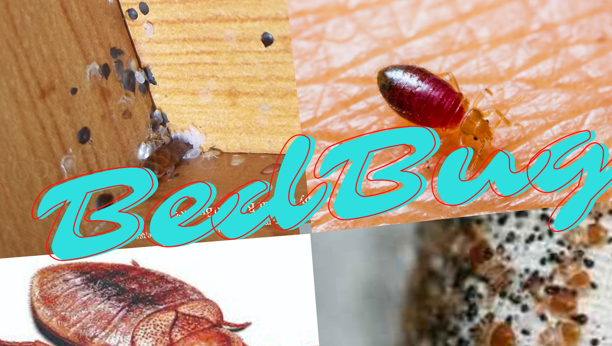 Top Tips to Get Rid of Bed Bugs at Home