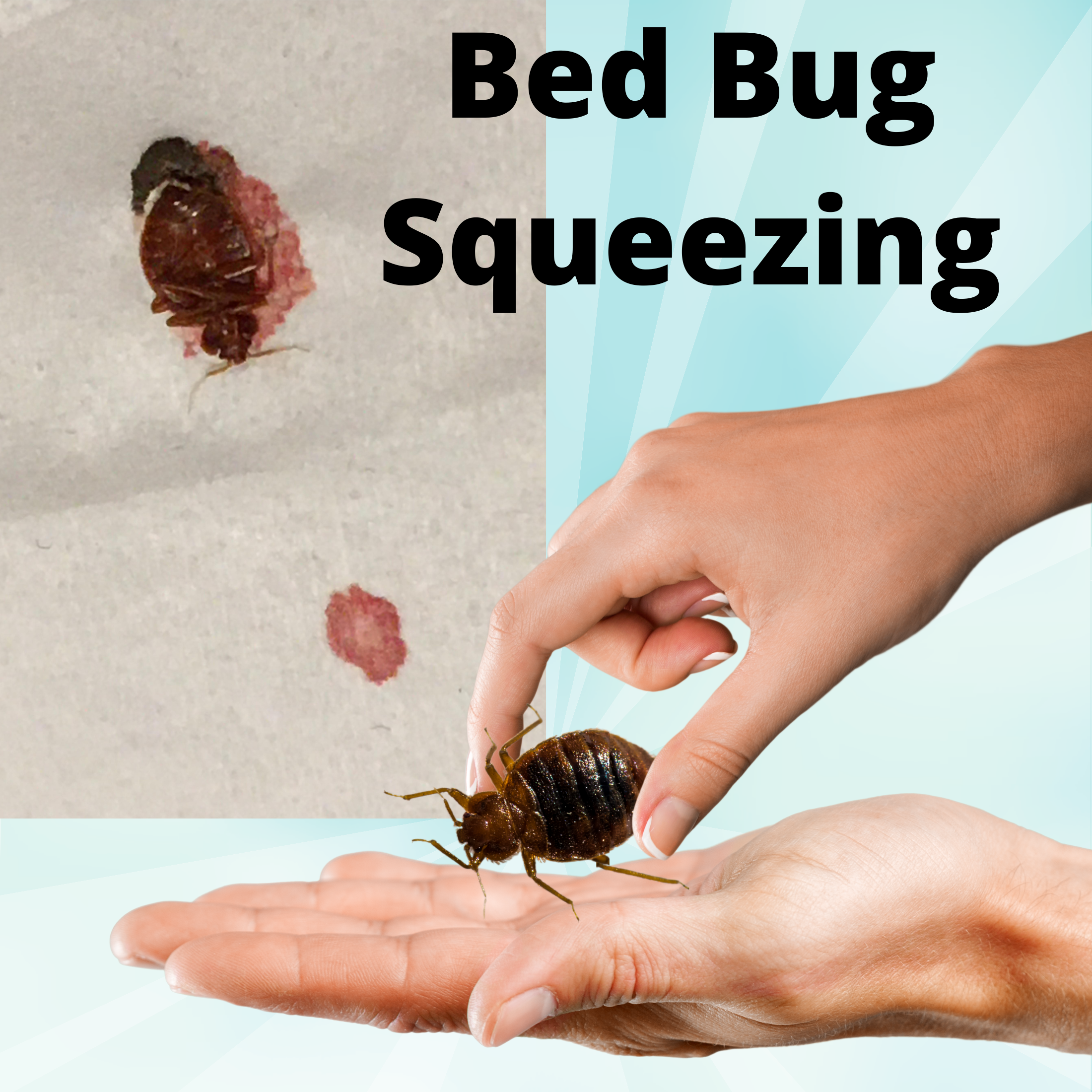 Can squeezing bed bug multiply them?