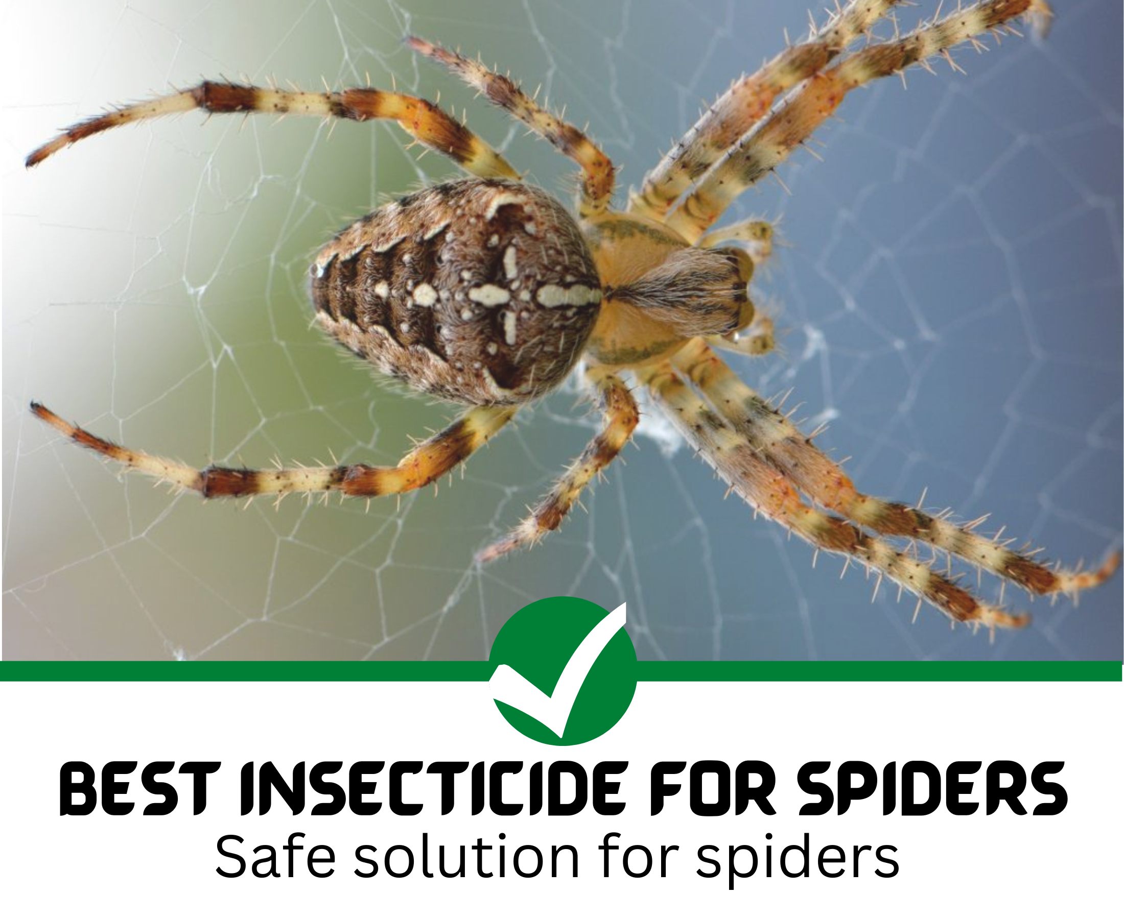 What is the best insecticide for spiders?