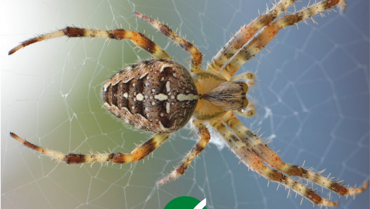 What is the best insecticide for spiders?