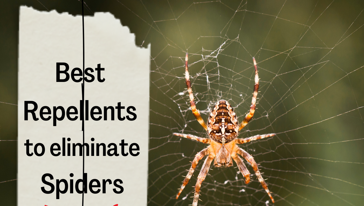 What is the best repellent for spiders?