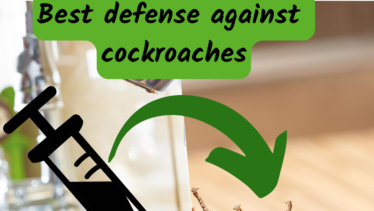 What is the best home defense for roaches?