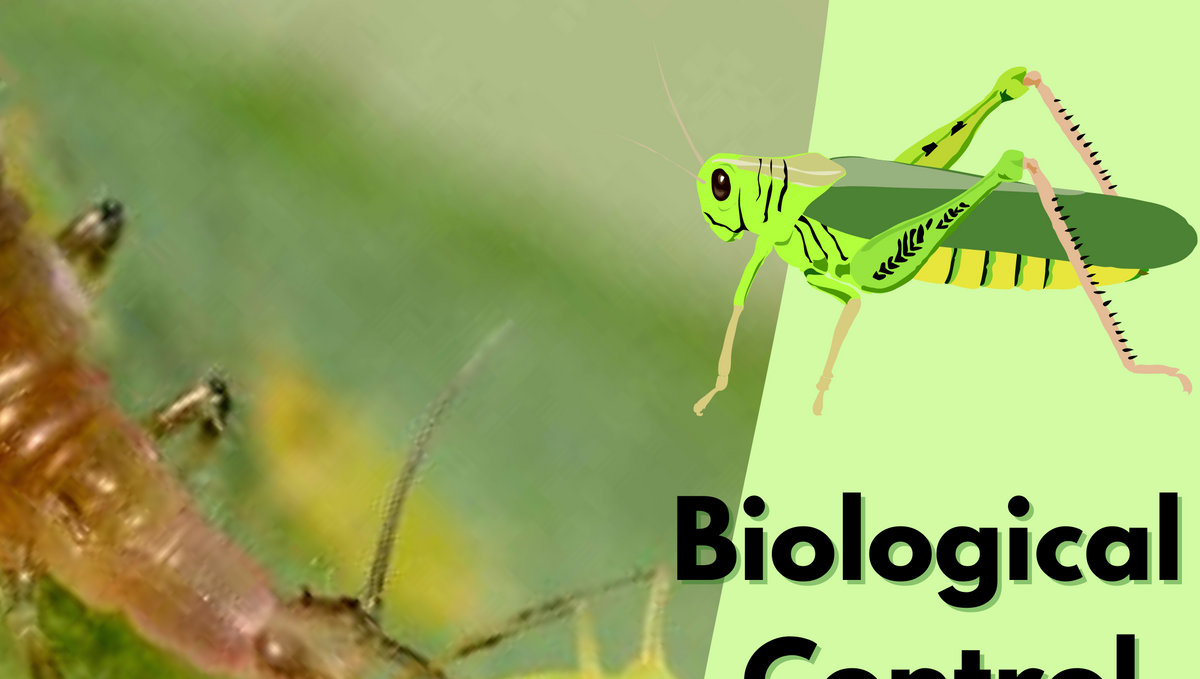 What is the biological control of insects?