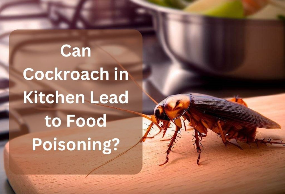 Can Cockroach in Kitchen Lead to Food Poisoning?